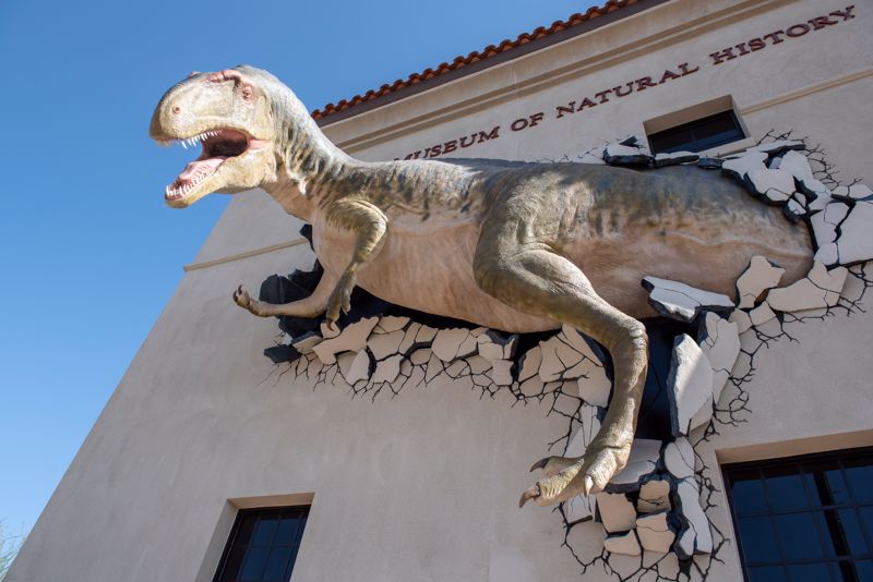 The Arizona Museum Of Natural History Project Di